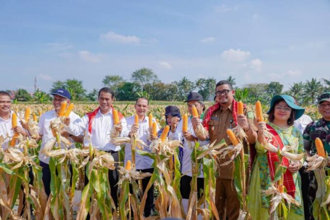 Bersama Menteri Pertanian (Mentan) RI Andi Amran Sulaiman, Wali Kota Medan Bobby Nasution memanen jagung di ladang yang berlokasi di Kelurahan Kemenangan Tani, Kecamatan Medan Tuntungan, Senin (5/2).